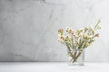 White cherry bloom branch in bright morning sun light as delicate spring home decor in modern grunge interior - marble wall, white