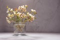 White cherry bloom branch in bright warm sunlight as delicate retro spring home decor with marble wall, white wood table.