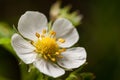 White cherry bloosom flower on branch in nature, flower background, symbol of arrival of spring Royalty Free Stock Photo