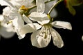 White cherry blossom against a black background