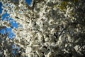 Beautiful white petaled sakura flowers.