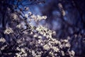 White cherry blossom in bloom during daytime against dark blue sky. Beautiful white petaled flowers at spring.