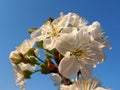 White Cherry Blossom Branch With Soft Petals And Stamens On Blue Sky Background,Cheery Blossom Macro