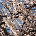 White cherry blossom branch in the spring
