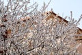 White cherry blossom and building in background/ Flowering fruit trees / Blossoming apricot against the blue sky. Royalty Free Stock Photo