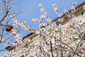 White cherry blossom and building in background/ Flowering fruit trees / Blossoming apricot against the blue sky. Royalty Free Stock Photo