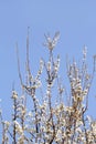 White cherry blossom / Flowering fruit trees / Blossoming apricot against the blue sky / Almond flowers. Royalty Free Stock Photo