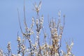 White cherry blossom / Flowering fruit trees / Blossoming apricot against the blue sky / Almond flowers. Royalty Free Stock Photo