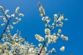 White cherry blossom flowers growing on a green branch in a home garden and isolated against blue sky with copy space Royalty Free Stock Photo
