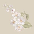 White cherry blossom flowers.