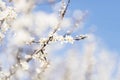 White cherry blossom, idea of the spring awakening