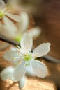 White cherry blossom macro Royalty Free Stock Photo