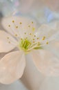 White cherry blossom macro