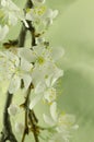 White cherry blossom macro Royalty Free Stock Photo