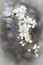 White cherry blossom macro