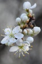 White cherry blossom macro Royalty Free Stock Photo