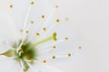 White cherry blossom macro shot of stamens and pistils on white background. Royalty Free Stock Photo