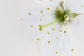 White cherry blossom macro shot of stamens and pistils on white background. Royalty Free Stock Photo