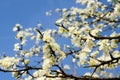 White cherry blossom on the orchard tree against blue sky. Flowering tree in spring. White flowers in orchard. Branch with blossom Royalty Free Stock Photo