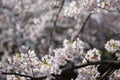 white cherry blossom or sakura flower full bloom, Nagoya Royalty Free Stock Photo