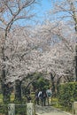 a white Cherry blossom , sakura flower, Nijo Castle