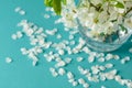 White cherry blossom sakura flowers twigs in glass vase on blue paper background. Copy space. Selective focus Royalty Free Stock Photo