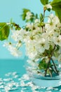 White cherry blossom sakura flowers twigs in glass vase on blue paper background. Copy space. Selective focus Royalty Free Stock Photo