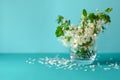 White cherry blossom sakura flowers twigs in glass vase on blue paper background. Copy space. Selective focus Royalty Free Stock Photo