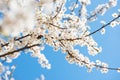 White cherry blossom sakura in spring time against blue sky. Nature background. Soft focus Royalty Free Stock Photo