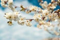 White cherry blossom sakura in spring time against blue sky. Nature background. Soft focus Royalty Free Stock Photo