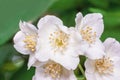 White Cherry Blossom Sakura Tree Branch Closeup Royalty Free Stock Photo