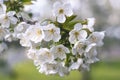 White cherry blossom, spring fresh flowers. Fruit tree branch. Blooming sakura. Green leaves, nature background, beautiful Royalty Free Stock Photo