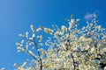 White cherry blossom tree against a blue sky with copy space. Beautiful flowers growing on a branch in forest of Royalty Free Stock Photo