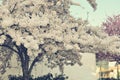 White cherry blossom tree in my dreams