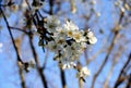 White cherry blossom tree in Spring time Royalty Free Stock Photo