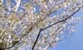 White Cherry blossom tree