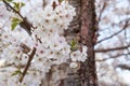 White Cherry Blossom Trees in full bloom Royalty Free Stock Photo