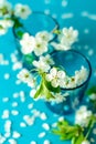 White cherry blossom twigs in glass vase on blue paper background. Copy space. Selective focus Royalty Free Stock Photo