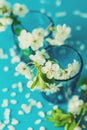 White cherry blossom twigs in glass vase on blue paper background. Copy space. Selective focus. Toned Royalty Free Stock Photo