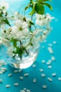 White cherry blossom twigs in glass vase on blue paper background. Copy space. Selective focus Royalty Free Stock Photo