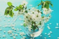 White cherry blossom twigs in glass vase on blue paper background. Copy space. Selective focus Royalty Free Stock Photo