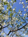 White cherry blossoms against a blue sky