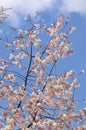 White cherry blossoms against a bright blue sky Royalty Free Stock Photo