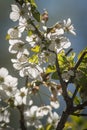 White cherry blossoms on the branch, translucent in backlight. Royalty Free Stock Photo