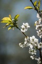White cherry blossoms on the branch, translucent in backlight. Spring scene. Royalty Free Stock Photo