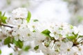 White cherry blossoms close-up. Cherry branch with young green leaves and snow-white flowers in spring on natural Royalty Free Stock Photo