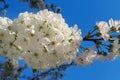 White cherry blossoms close-up on a tree branch. Springtime. Royalty Free Stock Photo