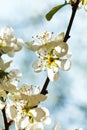 White cherry blossoms closeup in spring Royalty Free Stock Photo