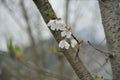 White cherry blossoms in the cold spring breeze Royalty Free Stock Photo