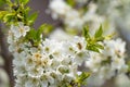 White cherry blossoms flower with a bee in spring sun with blue sky and tender bokeh Royalty Free Stock Photo
